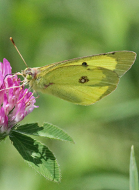 Clouded Sulphur